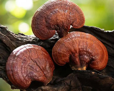 פטריות ריישי